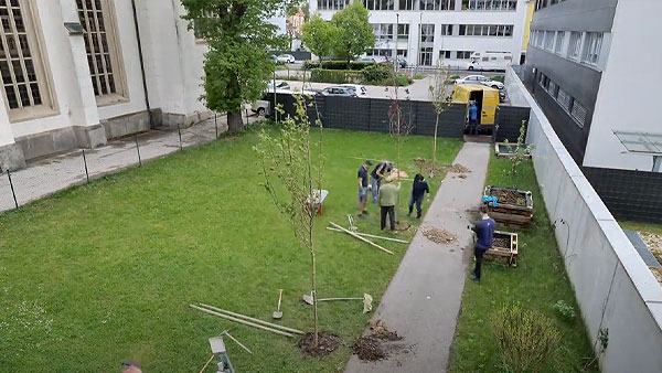 Neue Bäume im Garten